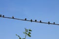 A flock of black birds on a wire Royalty Free Stock Photo