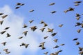 flock of black starlings is flying fast in the blue sky Royalty Free Stock Photo