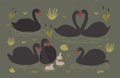 Flock of black swans and brood of cygnets floating together in pond or lake among water plants. Gorgeous wild birds