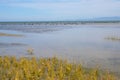 A Flock of Black Swans in Farewell Spit, South Island, New Zealand Royalty Free Stock Photo