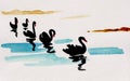 Flock of black swans Royalty Free Stock Photo