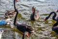 Black Swans, Western Springs, Auckland, New Zealand Royalty Free Stock Photo