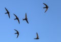 Common Swifts Apus apus. Royalty Free Stock Photo