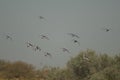 Flock of black-tailed godwits Limosa limosa in flight.