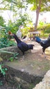 A flock of black and white chickens - stock photo