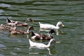 A flock of black and white ducks swiming in the Lake Royalty Free Stock Photo