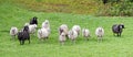 Flock of black and white sheep Royalty Free Stock Photo