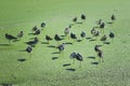 Flock of black-winged stilt standing on green shallow wet land