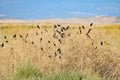 Flock of BlackBirds in the Bush