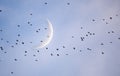 Flock of blackbirds cross crescent moon. Athens, GA