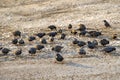 A flock of Blackbirds eating seeds on the ground Royalty Free Stock Photo