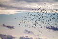 Flock of blackbirds fly through the evening sky Royalty Free Stock Photo