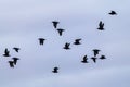 Flock of blackbirds flying across a cloudy grey sky on a breezy day in New Zealand Royalty Free Stock Photo