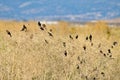 Flock of BlackBirds in the shurb