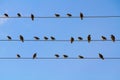 A flock of blackbirds sitting on wires similar to musical notes against a blue cloudless sky Royalty Free Stock Photo