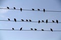 A flock of blackbirds sitting on wires similar to musical notes against a blue cloudless sky Royalty Free Stock Photo