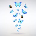 Flock of Blue Butterflies