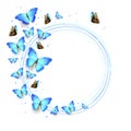 Flock of Blue Flying Butterflies