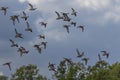 Blue - winged Teal Royalty Free Stock Photo