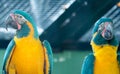 Flock of Blue-and-yellow macaw Ara ararauna South American parrot native to Venezuela, Peru, Brazil, Bolivia, and Paraguay Royalty Free Stock Photo