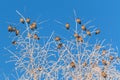 Flock of Bohemian Waxwing birds