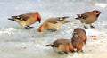 Flock of Bohemian Waxwings birds on ice surface during a winter period