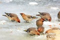 Flock of Bohemian Waxwings birds on ice surface during a winter period