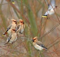 Flock of Bohemian Waxwings birds on tree branches during a winter period