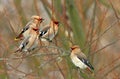 Flock of Bohemian Waxwings birds on tree branches during a winter period