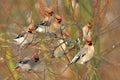 Flock of Bohemian Waxwings birds on tree branches during a winter period