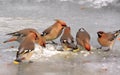 Flock of Bohemian Waxwings birds on tree branches during a winter period