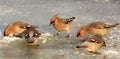 Flock of Bohemian Waxwings birds on tree branches during a winter period