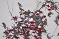 A flock of Bohemian waxwings feast on red berries