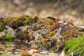 Flock of bramblings drink water