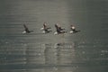 Flock of Brant or Brent Geese flying low over the Pacific Ocean Royalty Free Stock Photo