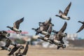 A flock of Brant fly near the beach town of Wildwood, NJ, on a bright sunny spring day