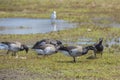 Flock of Brant Geese Feeding on Grass