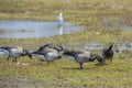 Brant Geese Feeding on Grass