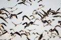 Flock of Brent geese in flight Royalty Free Stock Photo