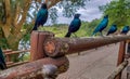 A flock of bright blue Cape Starling birds
