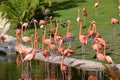 Flock of bright pink flamingoes on the shore of a pond in a park