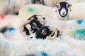 Swaledale ewes with bright marks on fleeces