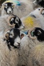 Swaledale ewes with bright marks on fleeces