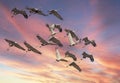 A flock of Brolga in flight.