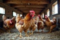 Flock of brown chickens in rustic wooden coop with hay-filled floor Royalty Free Stock Photo