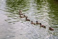 A flock of brown ducks floats in a row.