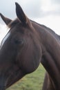 Flock of brown horses in the field. portrait of horse. horse and her foal. Royalty Free Stock Photo