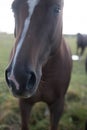 Flock of brown horses in the field. portrait of horse. horse and her foal. Royalty Free Stock Photo