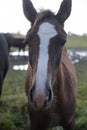 Flock of brown horses in the field. portrait of horse. horse and her foal. Royalty Free Stock Photo