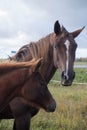 Flock of brown horses in the field. portrait of horse. horse and her foal. Royalty Free Stock Photo